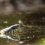 natuur natuur