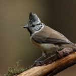 Vogels Vogels