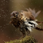 Vogels Vogels