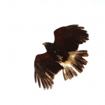 Vogels Vogels