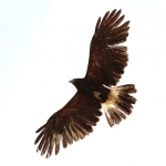Vogels Vogels