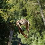 Vogels Vogels