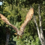 Vogels Vogels