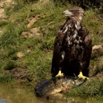 Vogels Vogels