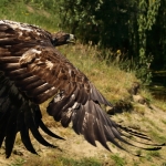 Vogels Vogels