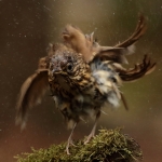 Vogels Vogels
