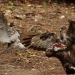 Buizerd & Havik Buizerd & Havik
