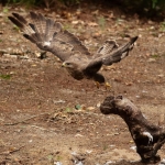 Buizerd Buizerd