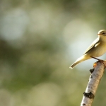 Vogels Vogels