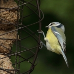 Vogels Vogels