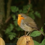 Vogels Vogels