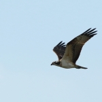 Vogels Vogels
