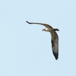 Vogels Vogels