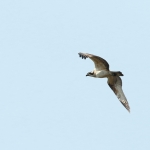 Vogels Vogels