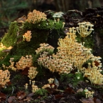 veluwe veluwe