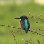 Vogels Vogels