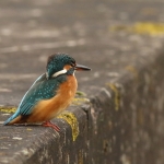 Vogels Vogels