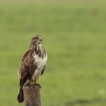 buizerd buizerd
