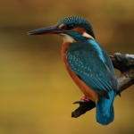 IJsvogel IJsvogel