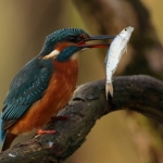 IJsvogel IJsvogel