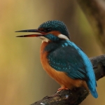 IJsvogel IJsvogel