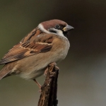 Vogels Vogels