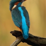 IJsvogel IJsvogel