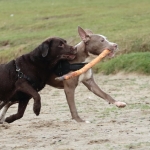 Honden Honden