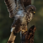 Buizerd Buizerd