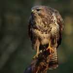 Buizerd Buizerd