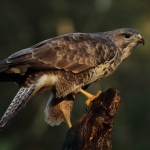 Buizerd Buizerd
