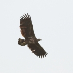 Vogels Vogels
