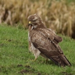 Buizerd Buizerd
