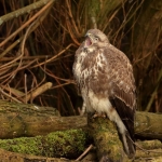 Buizerd Buizerd