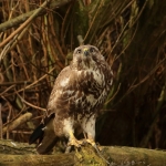 Buizerd Buizerd