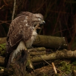 Buizerd Buizerd