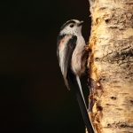 Vogels Vogels