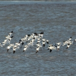Vogels Vogels