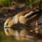 Appelvink (vrouw) Appelvink (vrouw)