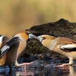 Appelvink stelletje Appelvink stelletje