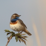 Blauwborst Blauwborst