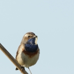 Blauwborst Blauwborst