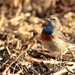Blauwborst Blauwborst