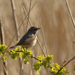 Blauwborst Blauwborst