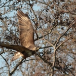 Buizerd Buizerd