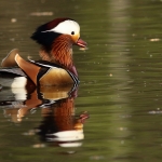 Vogels Vogels