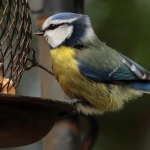 Vogels Vogels