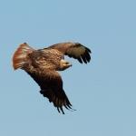 Arendbuizerd Arendbuizerd