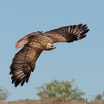Arendbuizerd Arendbuizerd