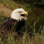 Amerikaanse zeearend Amerikaanse zeearend